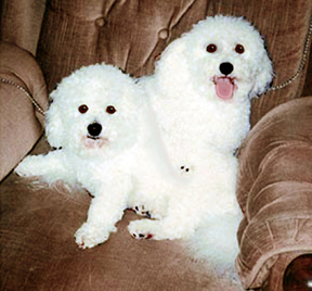 Summer Knight Kennels | Bichon Frise Breeder | Bichon Frise Puppies