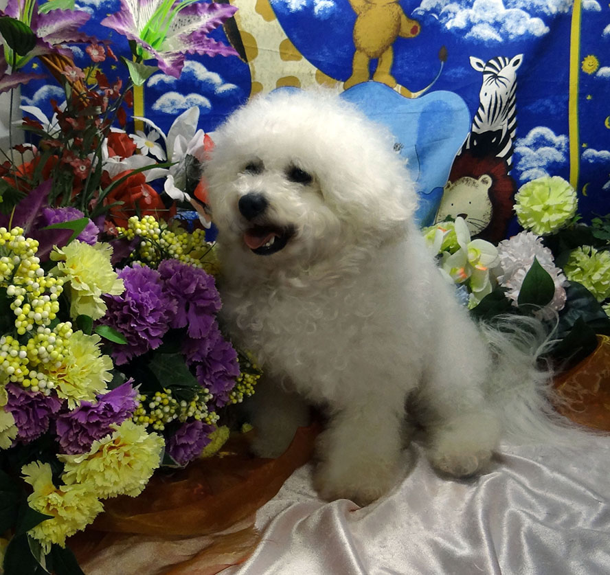 trained bichon frise for sale